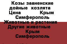 Козы зааненские дойные, козлята, › Цена ­ 4 000 - Крым, Симферополь Животные и растения » Другие животные   . Крым,Симферополь